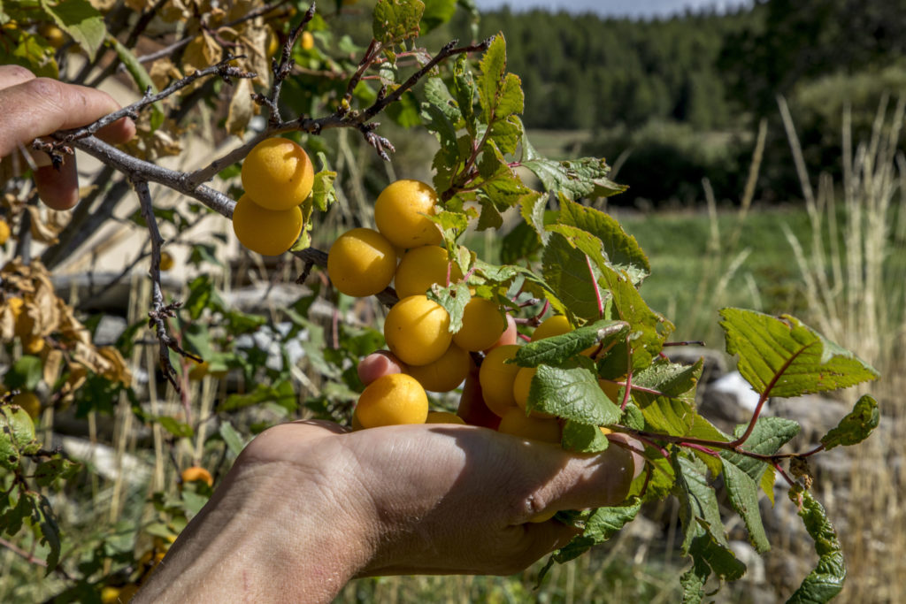 marmottier sauvage confiture artisanale queyras le plantivore