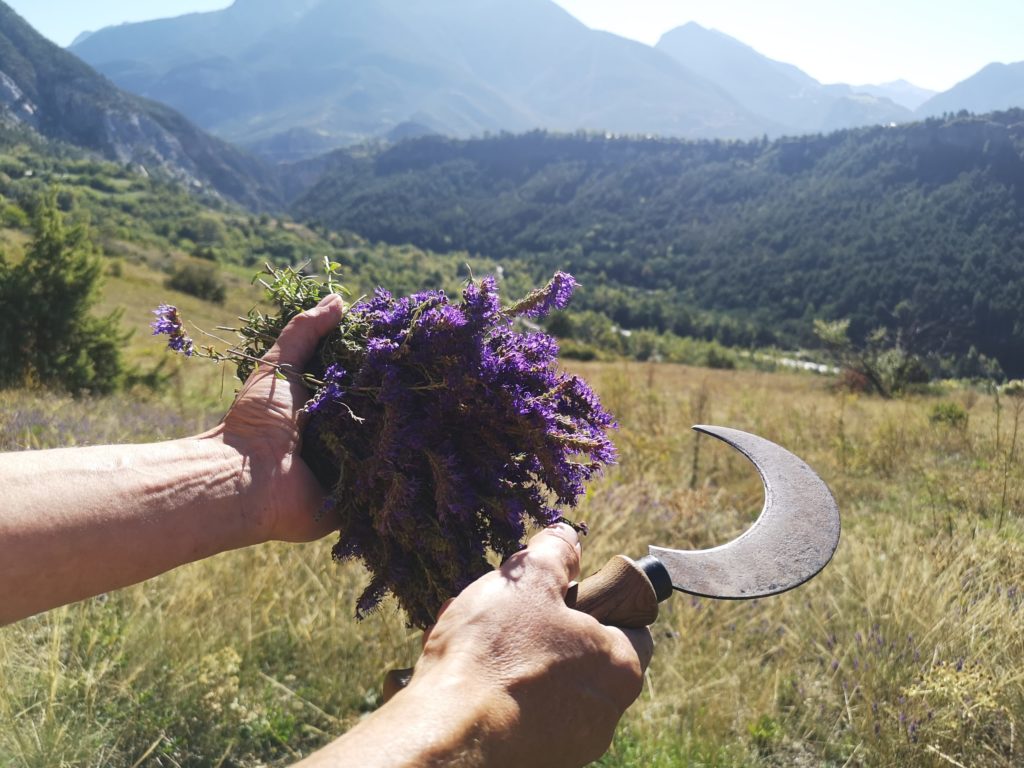 Gelée d'Hysope confiture et liqueurs artisanale cueillie main plantivore queyras